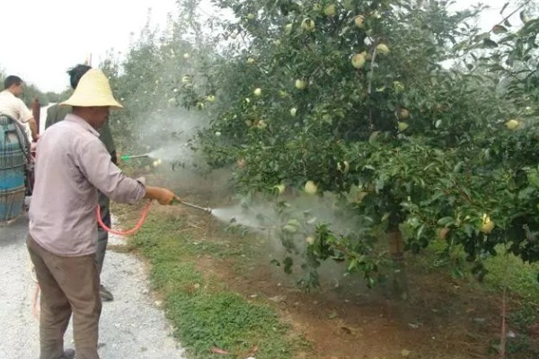 苹果花期怎么防冻,可对树干涂白