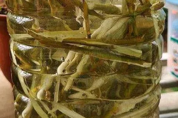 发财树浇什么水可以快速生长,柳枝水、黄豆水比较合适