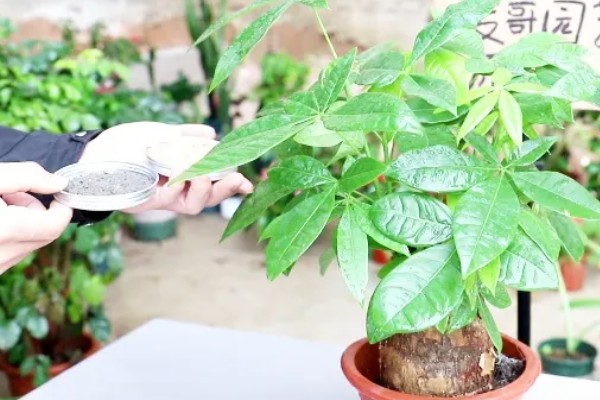 发财树浇什么水可以快速生长,柳枝水、黄豆水比较合适