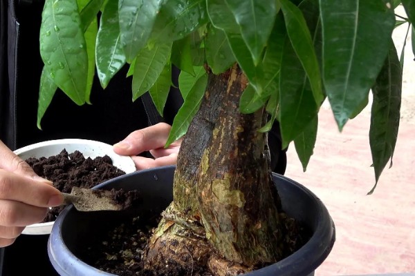 发财树浇什么水可以快速生长,柳枝水、黄豆水比较合适