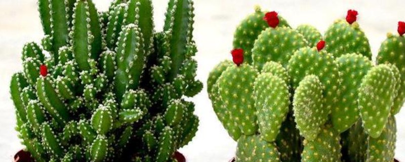 为什么家里不能养仙人掌，可以养殖但不适合养大型仙人掌