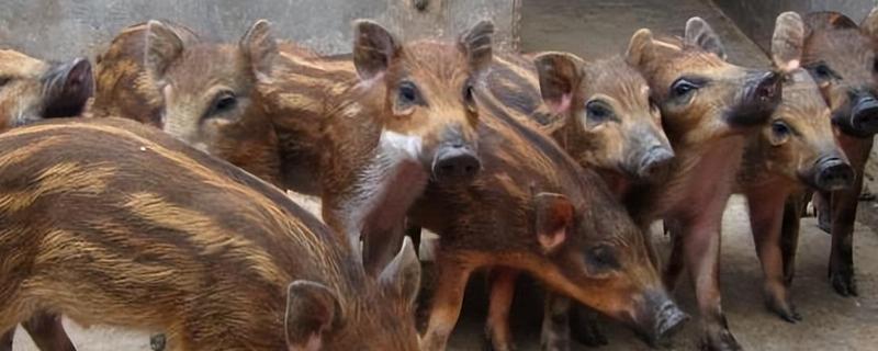 养殖野猪的误区，长期投喂全价饲料容易导致野猪不发情