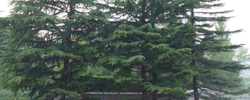 雪松的产地，产于亚洲西部、非洲等地方