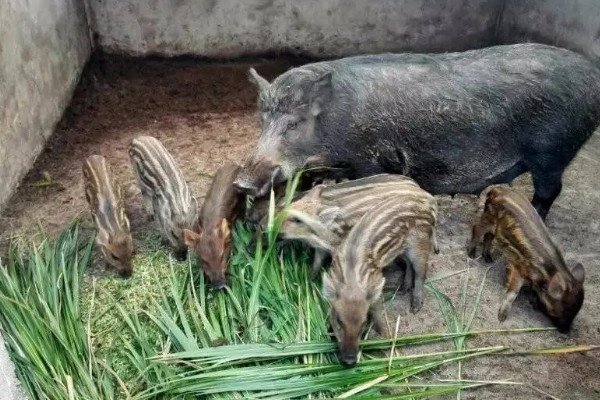 养殖野猪的误区,长期投喂全价饲料容易导致野猪不发情