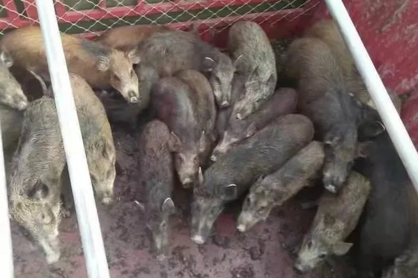 养殖野猪的误区,长期投喂全价饲料容易导致野猪不发情