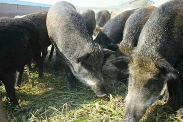 养殖野猪的误区,长期投喂全价饲料容易导致野猪不发情