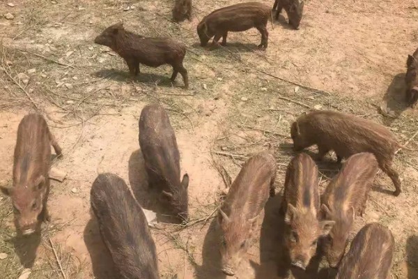 养殖野猪的误区,长期投喂全价饲料容易导致野猪不发情