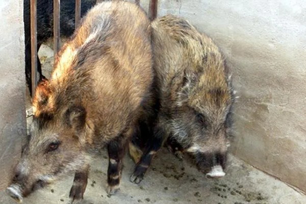 养殖野猪的误区,长期投喂全价饲料容易导致野猪不发情