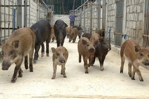 养殖野猪的误区,长期投喂全价饲料容易导致野猪不发情