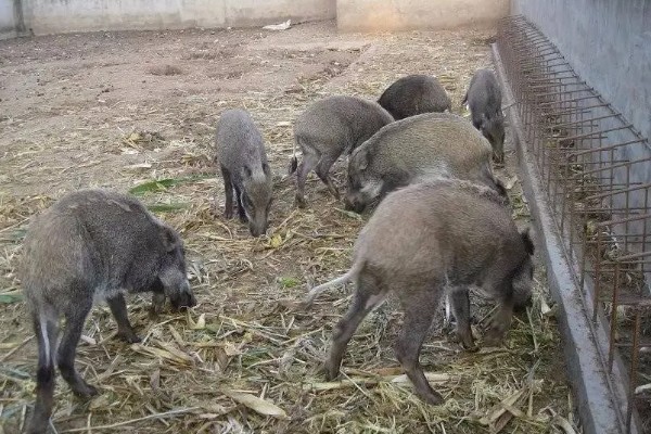 养殖野猪的误区,长期投喂全价饲料容易导致野猪不发情