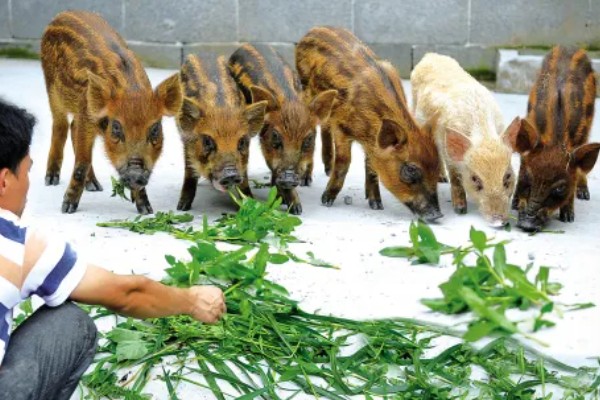 养殖野猪的误区,长期投喂全价饲料容易导致野猪不发情