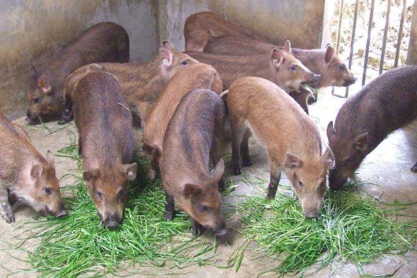 养殖野猪的误区,长期投喂全价饲料容易导致野猪不发情
