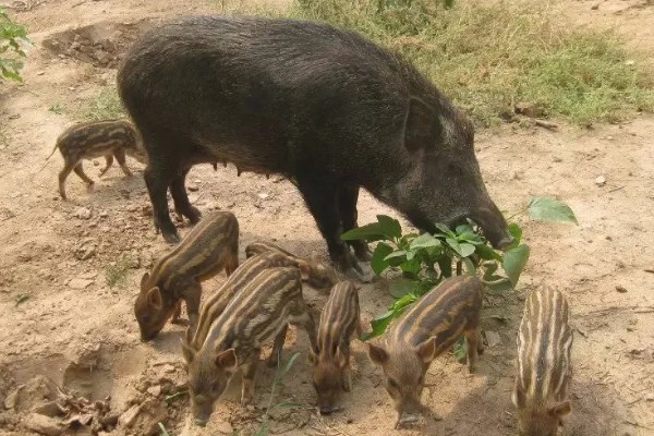 养殖野猪的误区,长期投喂全价饲料容易导致野猪不发情