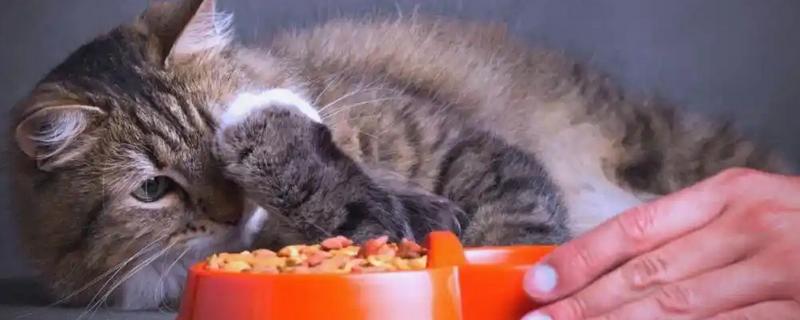 成猫吃幼猫粮有没有坏处,偶尔吃没有坏处