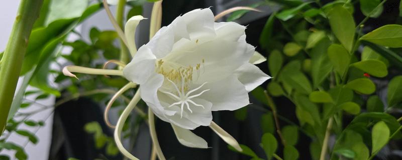 昙花什么时候开放，花期为6-10月份