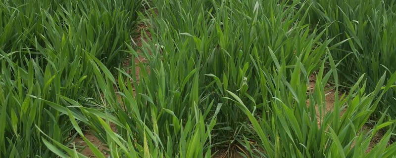 小麦的生长周期是多久，受生态条件和栽培环境的影响