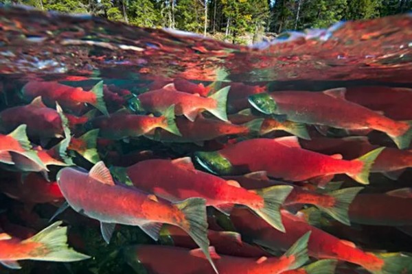 美国红鱼的养殖前景,养殖前景较为可观