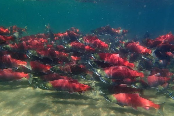 美国红鱼的养殖前景,养殖前景较为可观