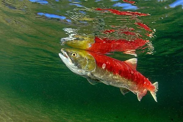美国红鱼的养殖前景,养殖前景较为可观