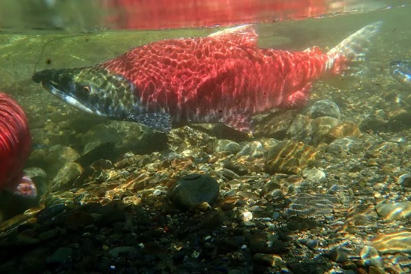 美国红鱼的养殖前景,养殖前景较为可观