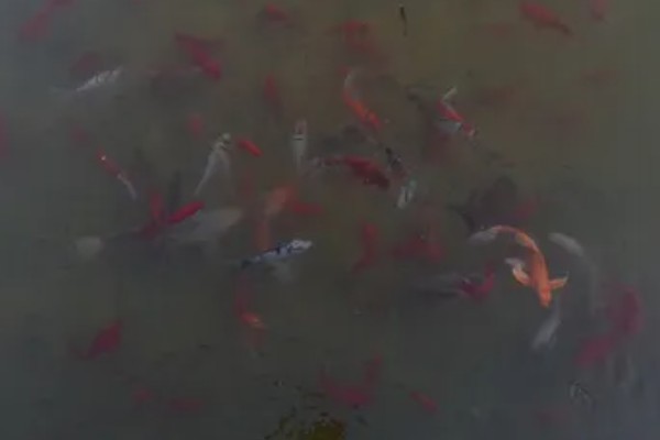 美国红鱼的养殖前景,养殖前景较为可观