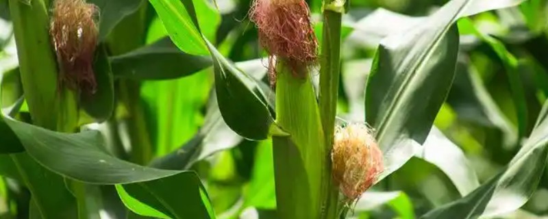 鑫瑞普999玉米种的特征特性,春播生育期为127天左右