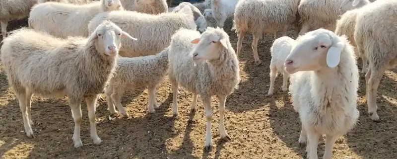 新手养羊怎样入手,要选择繁殖能力强和抗病能力强的品种