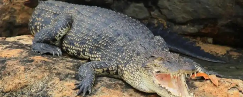 最大的鳄鱼是哪种鳄鱼，最大的一种是湾鳄