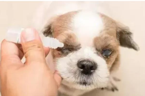 狗狗生完小狗一直喘的原因,可能是产后缺钙引起的