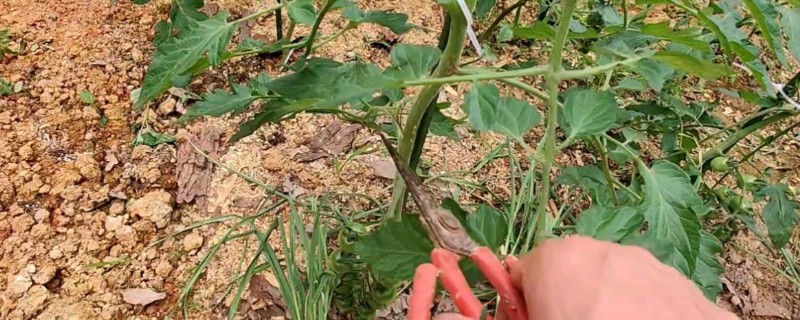 番茄要修枝吗，是需要进行修枝的