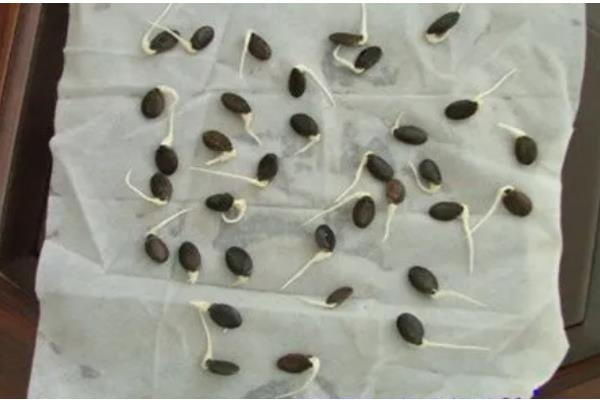 丝瓜种子如何催芽，可用溶液催芽、温水浸泡等