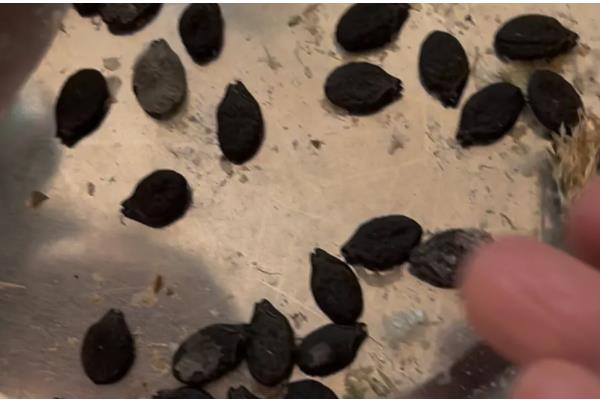 丝瓜种子如何催芽，可用溶液催芽、温水浸泡等