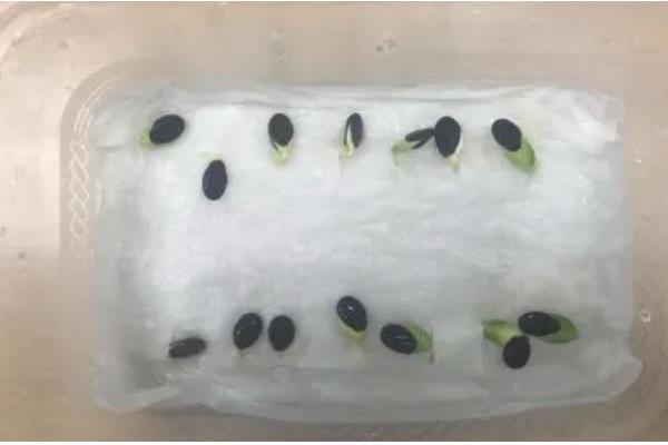 丝瓜种子如何催芽，可用溶液催芽、温水浸泡等