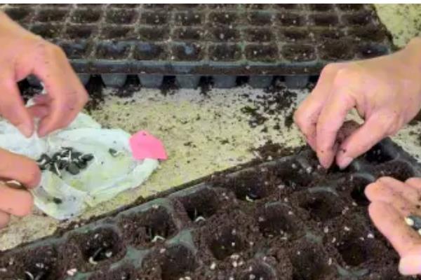 丝瓜种子如何催芽，可用溶液催芽、温水浸泡等