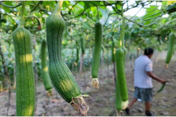 丝瓜种子如何催芽，可用溶液催芽、温水浸泡等