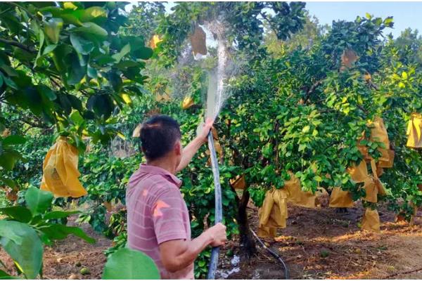 导致沙田柚药害的主要原因,可能是农药的浓度过高所致