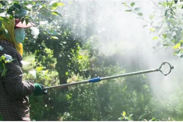 导致沙田柚药害的主要原因,可能是农药的浓度过高所致