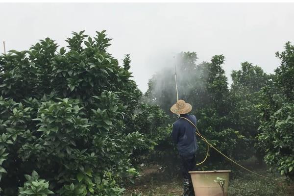 导致沙田柚药害的主要原因,可能是农药的浓度过高所致