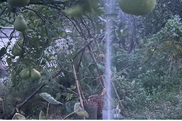 导致沙田柚药害的主要原因,可能是农药的浓度过高所致