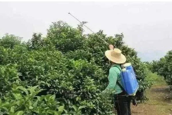 导致沙田柚药害的主要原因,可能是农药的浓度过高所致