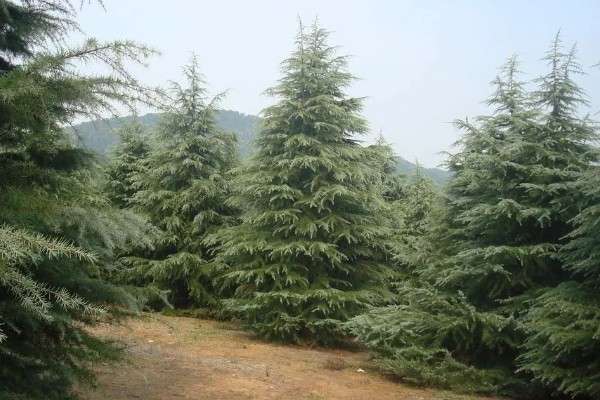 雪松的产地，产于亚洲西部、非洲等地方