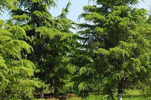 雪松的产地，产于亚洲西部、非洲等地方