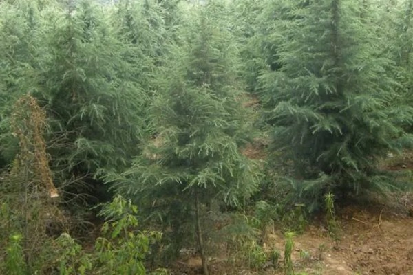 雪松的产地，产于亚洲西部、非洲等地方