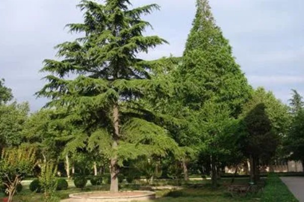 雪松的产地，产于亚洲西部、非洲等地方