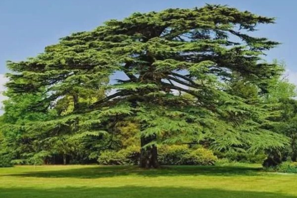 雪松的产地，产于亚洲西部、非洲等地方