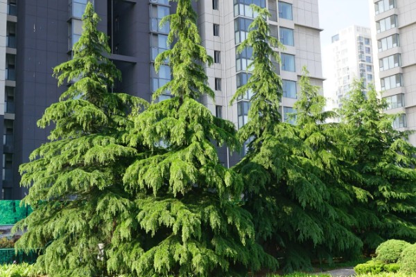 雪松的产地，产于亚洲西部、非洲等地方