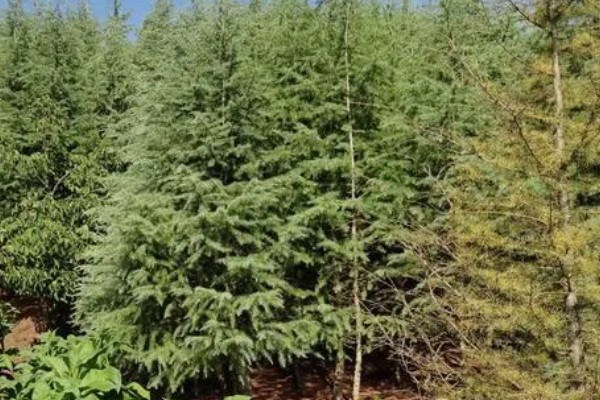 雪松的产地，产于亚洲西部、非洲等地方