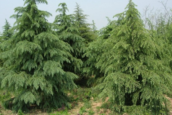 雪松的产地，产于亚洲西部、非洲等地方