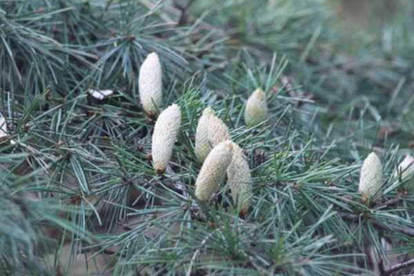 雪松的产地，产于亚洲西部、非洲等地方