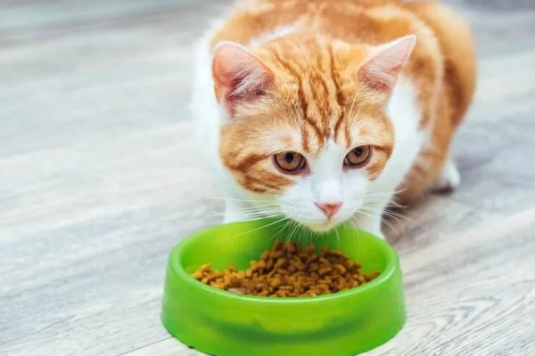 成猫吃幼猫粮有没有坏处,偶尔吃没有坏处